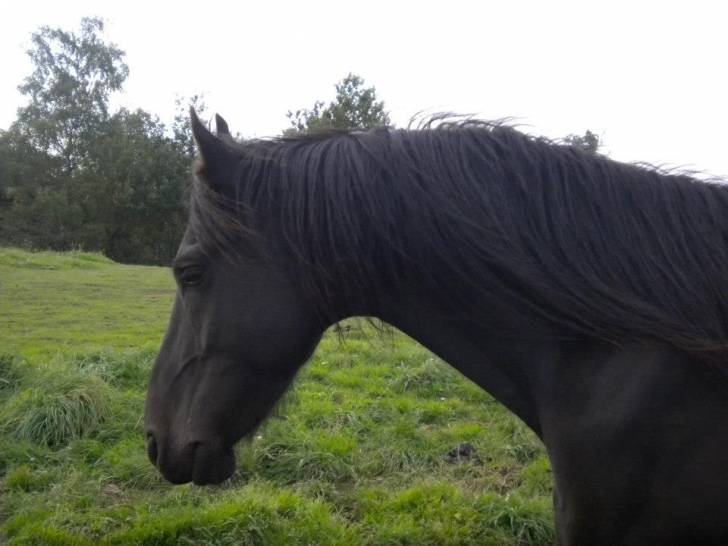 Ulriko - Mâle (5 ans)