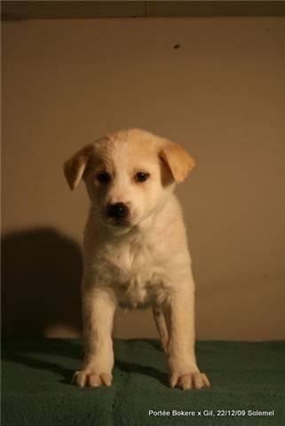 Elliot - Mâle (3 mois)