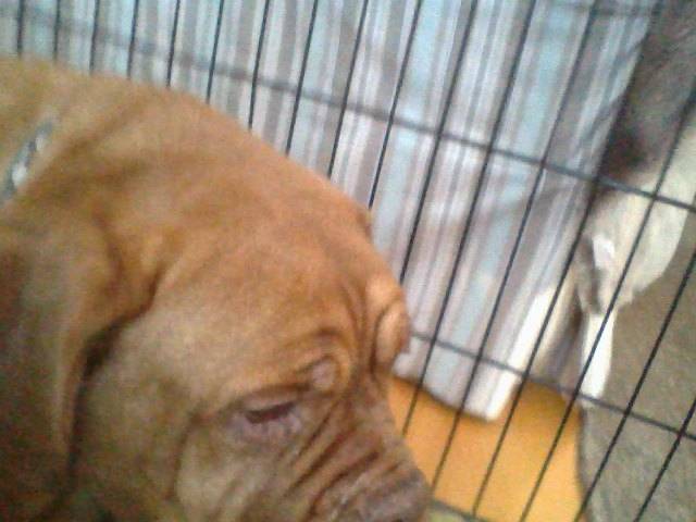ellie - (9 ans)