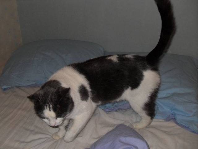 Gribouille - Mâle (4 ans)