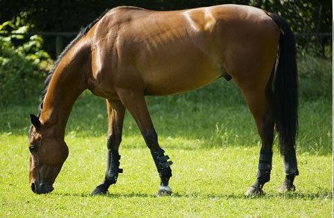 Debutto - Mâle (4 ans)