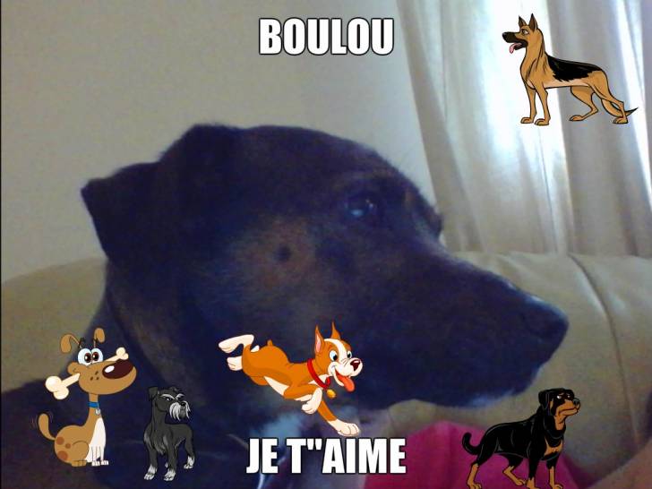 boulou2 - Mâle (5 mois)