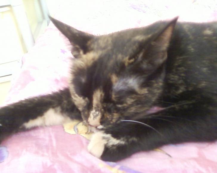 Maya - (6 ans)