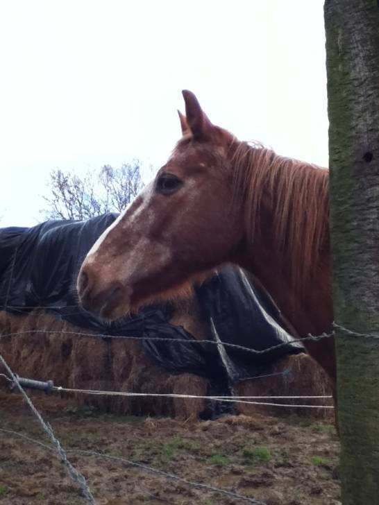 Cerise(fille de Carotte) - (2 ans)