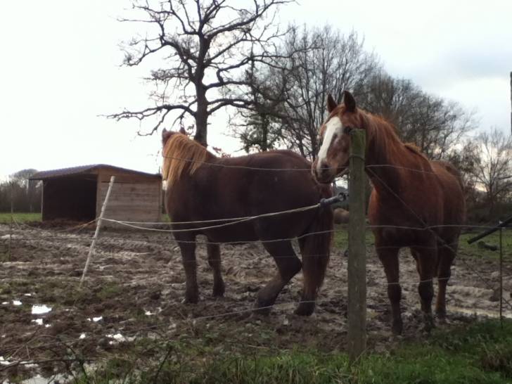 Cerise et Carotte(qui boude) -