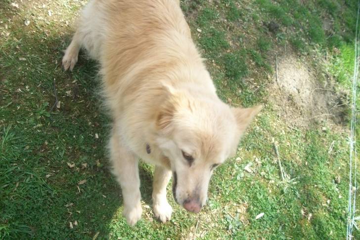 Lacey - (16 ans)