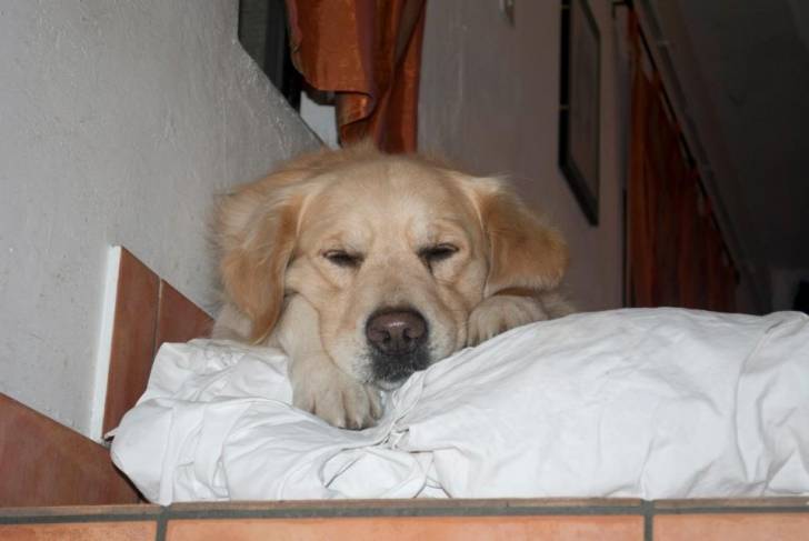 Hubert - Mâle (8 ans)