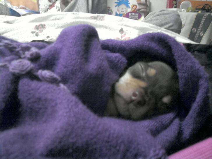 Missi - (1 mois)