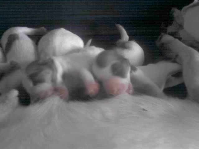 cuccioli di jack russel -