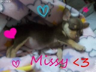 Missi - (1 an)
