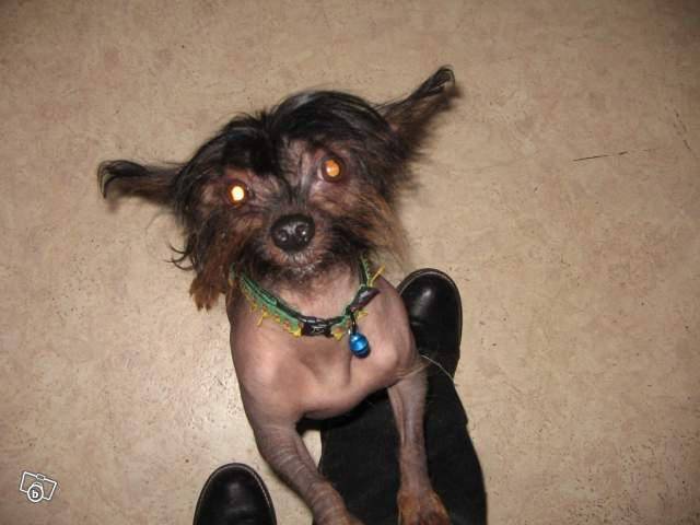 kiwi - Mâle (2 ans)
