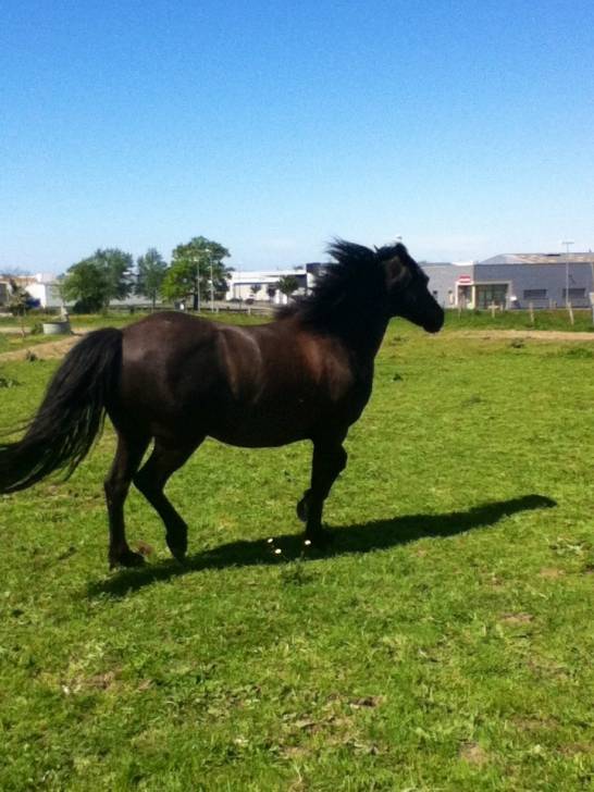 Mustang - Mâle (13 ans)