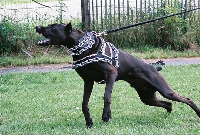 storm - Mâle (3 ans)