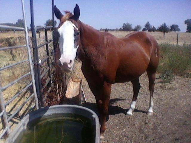 Gidget - (15 ans)