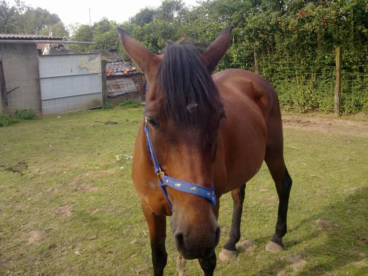 DOLLY - (13 ans)