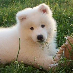 KIARA -