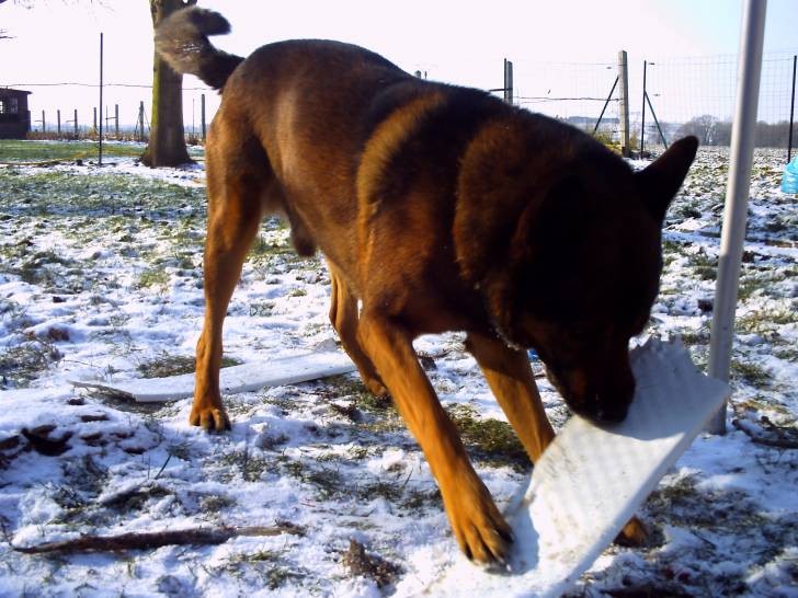 Murphy - Mâle (9 ans)