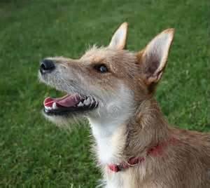 Trooper - Mâle (3 ans)