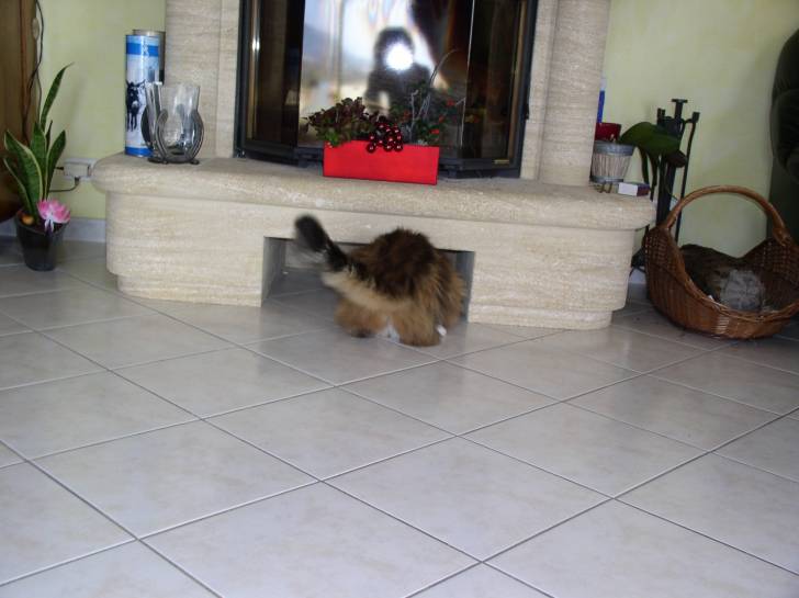 Willy ( qui jou a cache cache) - Mâle (4 ans)