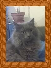 végas - Mâle (4 ans)