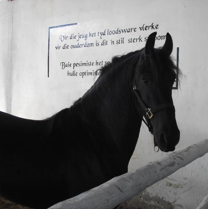 Saphron - (3 ans)