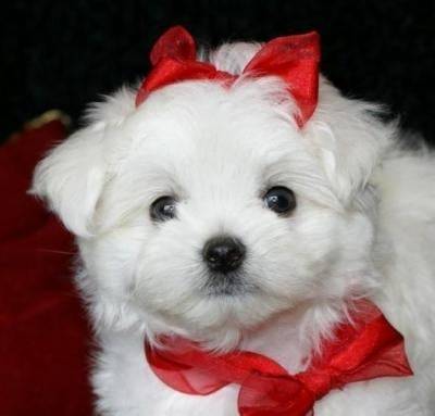 Pukky - (1 mois)