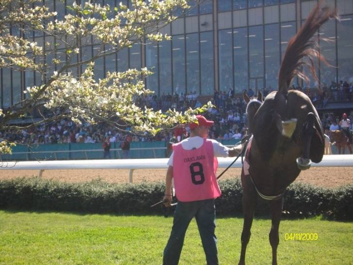 Racehorse - Mâle (3 ans)