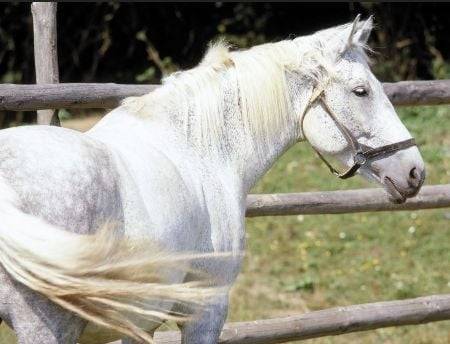 Misty (now) - (7 ans)