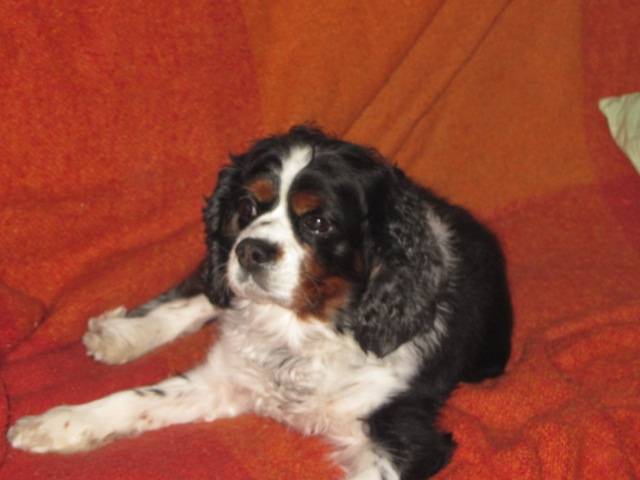 Vique - Mâle (7 ans)