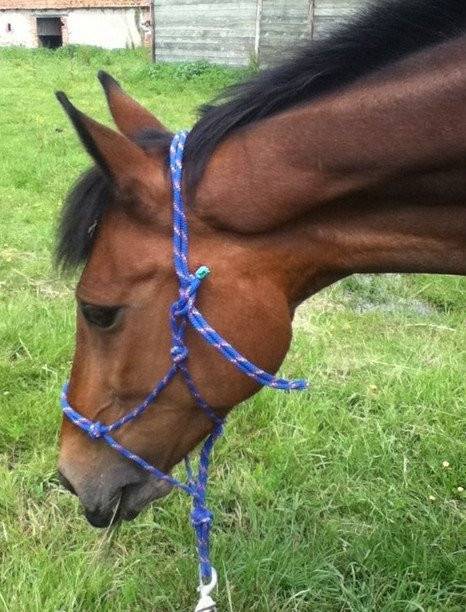 Horizon - Mâle (5 ans)