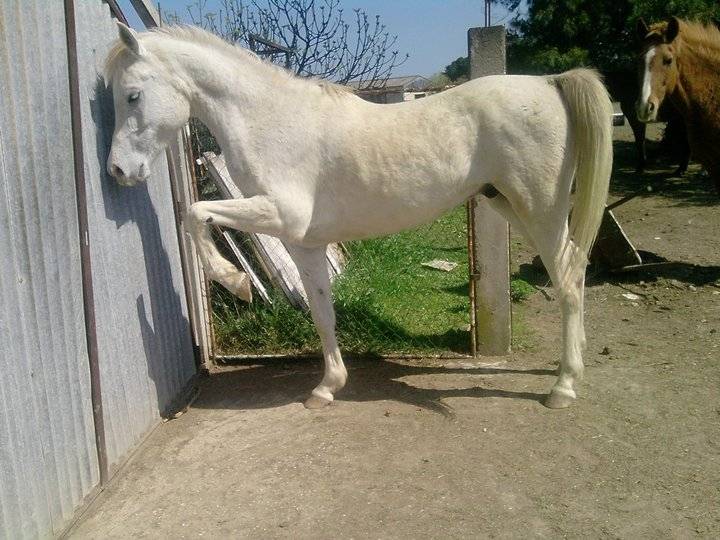 passion - Mâle (7 ans)