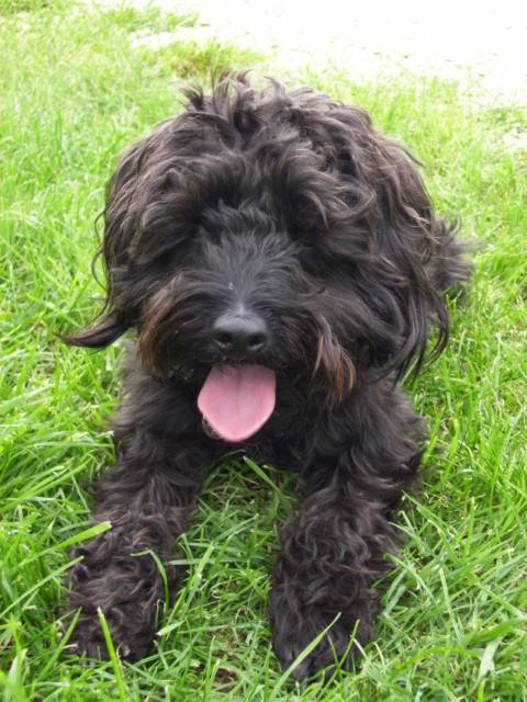 bandy - Mâle (3 ans)