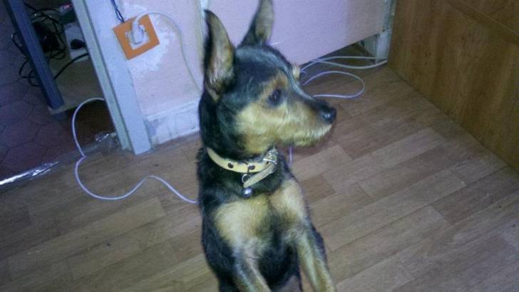 jumper - Mâle (3 ans)