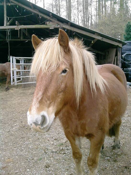 donka - (15 ans)