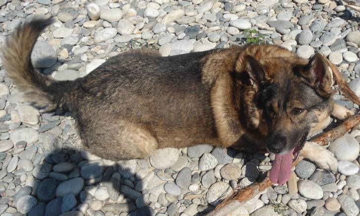 Asia - (13 ans)
