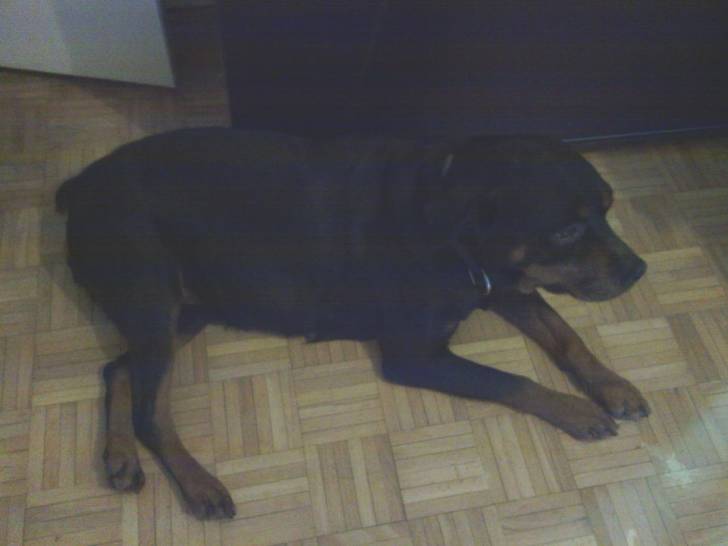 Atila - (8 ans)