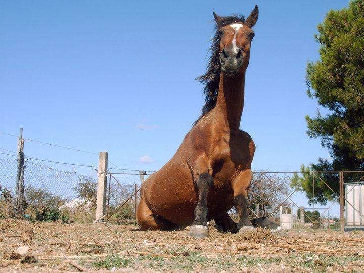 sphinx - Mâle (24 ans)