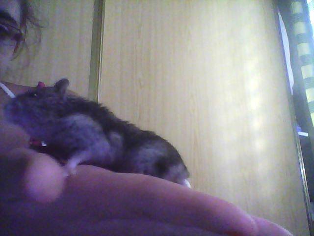 hamster (lilí) - (8 mois)