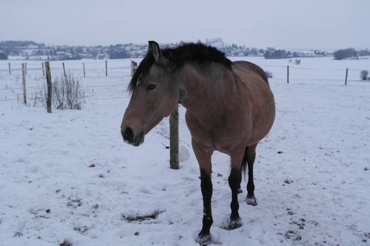Gitana - (10 ans)