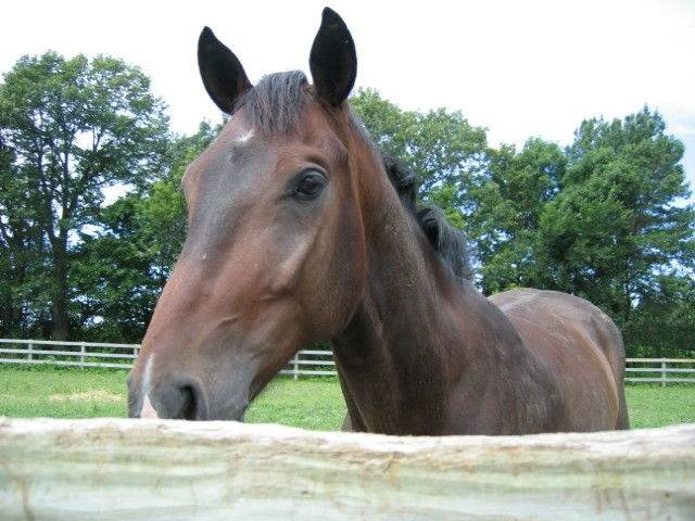 Pip - (7 ans)