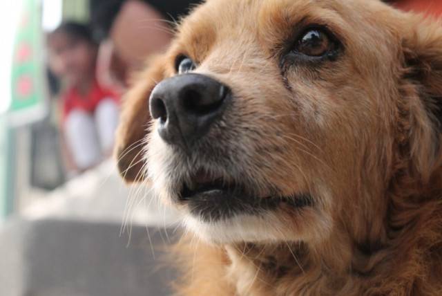 Beto - Mâle (10 ans)