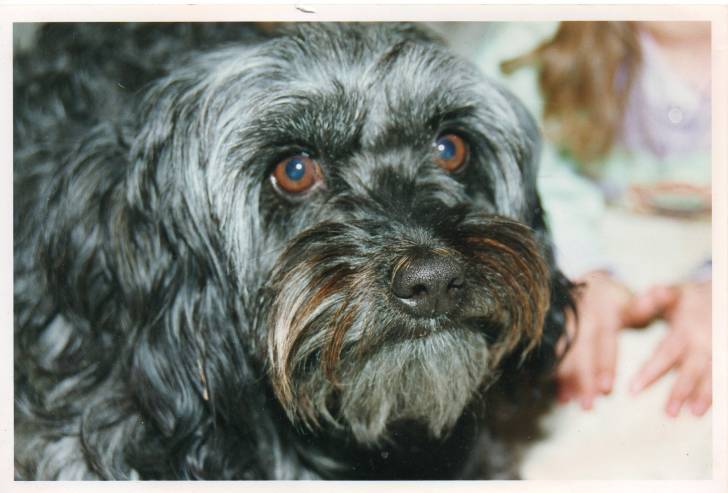 Drolma - Femelle (17 ans)