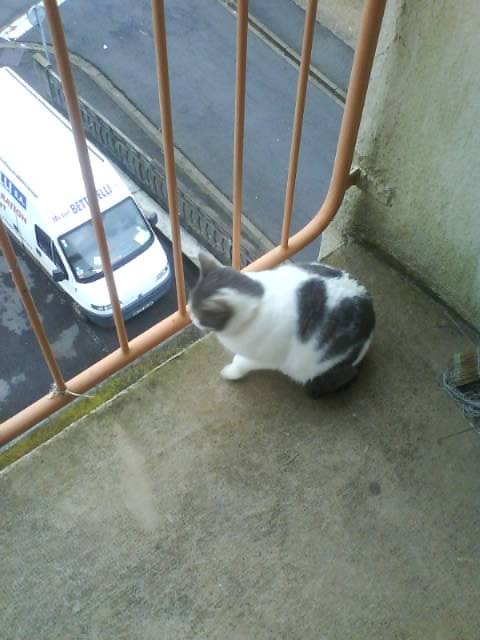 chipie - (3 ans)