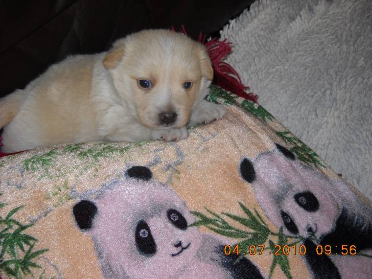 Ronny my pup (lives with my granny) - Mâle (3 mois)