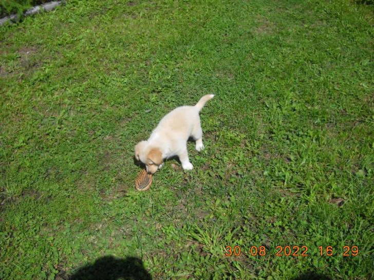 Ronny when hes bigger (lives with my granny) - Mâle (3 mois)