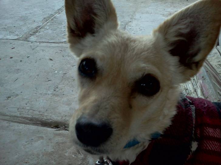 Raina - Femelle (10 mois)