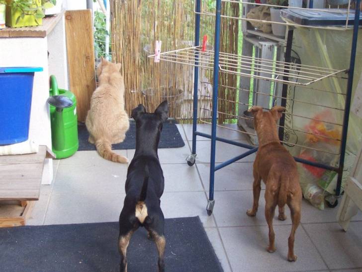 Giny; Luca; Pino - Mâle (14 ans)