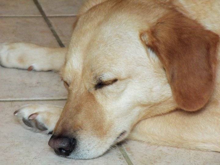 Bambie - Femelle (7 ans)