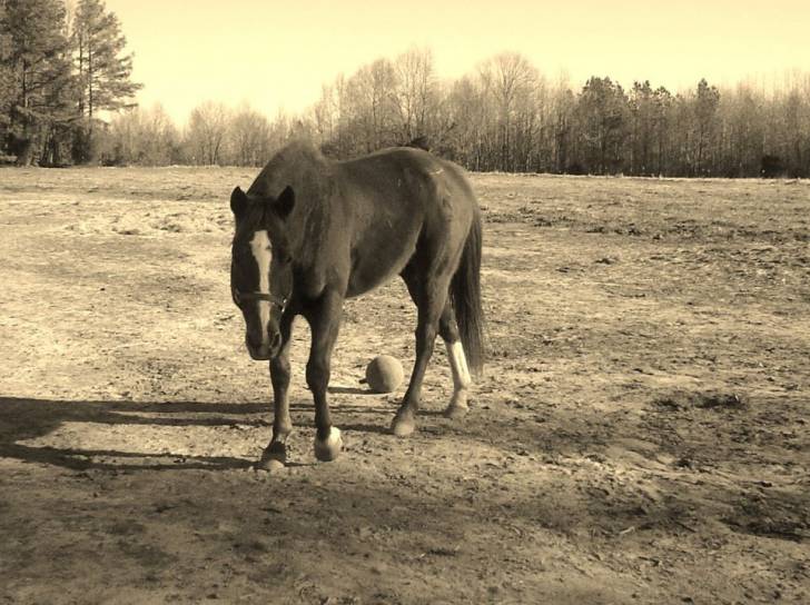 bandit - Mâle (11 ans)