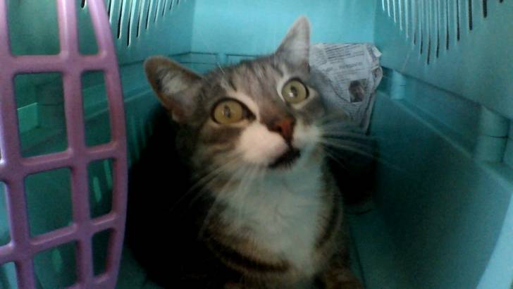 Mon chat !!! - (13 ans)